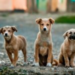 Obchod pro psy s krmivy i dalšími potřebami