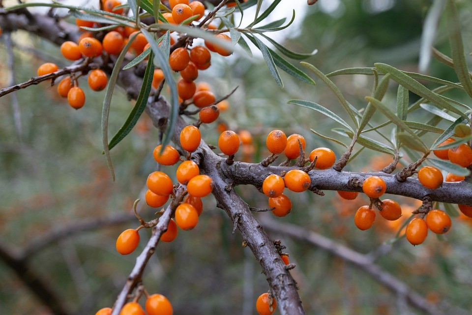 Jak zacit pestovat rakytnik Je to jednoduche
